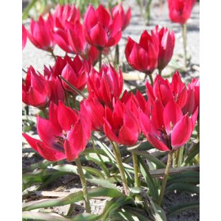 Compra TULIPÁN LITTLE BEAUTY (100 Unid.). en la tienda online Fito Agrícola