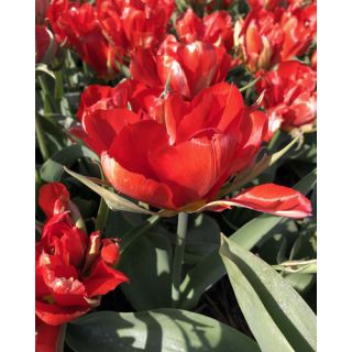 Compra TULIPÁN LOVE VALLEY (100 Unid.) en la tienda online Fito Agrícola