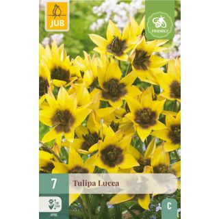 Compra TULIPÁN LUCCA en la tienda online Fito Agrícola