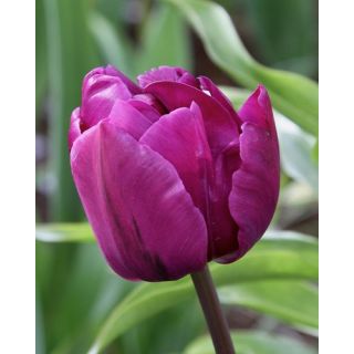 Compra TULIPÁN NEGRITA DOBLE (100 Unid.) en la tienda online Fito Agrícola