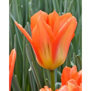 Compra TULIPÁN ORANGE EMPEROR (100 Unid.). en la tienda online Fito Agrícola
