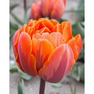 Compra TULIPÁN ORANGE PRINCESS (100 Unid.) en la tienda online Fito Agrícola