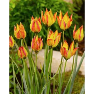 Compra TULIPÁN ORPHANIDEA FLAVA (100 Unid.). en la tienda online Fito Agrícola