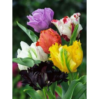 Compra TULIPÁN PARROT MIX (Unid.). en la tienda online Fito Agrícola