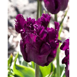 Compra TULIPÁN PARROT NEGRITA (100 Unid.). en la tienda online Fito Agrícola