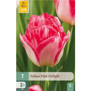 Compra TULIPÁN PINK DELIGHT en la tienda online Fito Agrícola