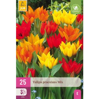 Compra TULIPÁN PRAESTANS MIX XXL en la tienda online Fito Agrícola