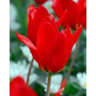 Compra TULIPÁN PRINCEPS (100 Unid.) en la tienda online Fito Agrícola