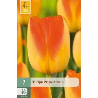 Compra TULIPÁN PRINZ ARMIN en la tienda online Fito Agrícola