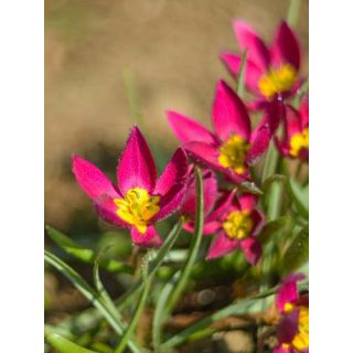 Compra TULIPÁN PULCHELLA VIOLACEA GEEL HART (100 Unid.). en la tienda online Fito Agrícola