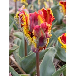 Compra TULIPÁN RASTA PARROT (100 Unid.). en la tienda online Fito Agrícola