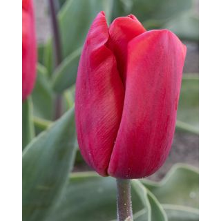 Compra TULIPÁN RED PARADISE (100 Unid.). en la tienda online Fito Agrícola