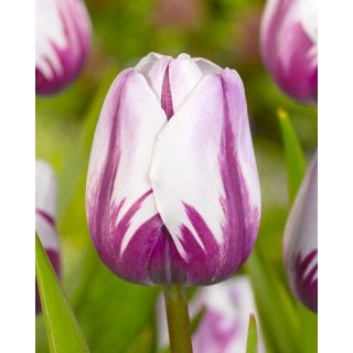 Compra TULIPÁN REMS FAVOURITE (100 Unid.) en la tienda online Fito Agrícola