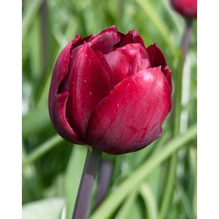 Compra TULIPÁN RENOWN UNIQUE (100 Unid.) en la tienda online Fito Agrícola