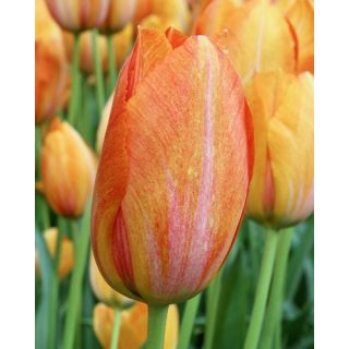 Compra TULIPÁN RHAPSODY OF SMILES (100 Unid.) en la tienda online Fito Agrícola