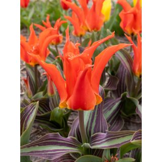 Compra TULIPÁN RIGAS BARIKADES (100 Unid.) en la tienda online Fito Agrícola