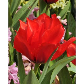 Compra TULIPÁN ROODKAPJE DUBBEL (100 Unid.) en la tienda online Fito Agrícola