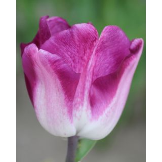 Compra TULIPÁN SHIUN (100 Unid.). en la tienda online Fito Agrícola