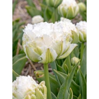 Compra TULIPÁN SNOW CRYSTAL (100 Unid.). en la tienda online Fito Agrícola