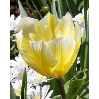 Compra TULIPÁN SWEETHEART (100 Unid.) en la tienda online Fito Agrícola