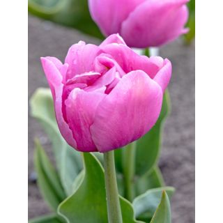 Compra TULIPÁN TABLEDANCE (100 Unid.). en la tienda online Fito Agrícola