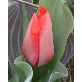 Compra TULIPÁN TRAUTTMANSDORFF (100 Unid.). en la tienda online Fito Agrícola