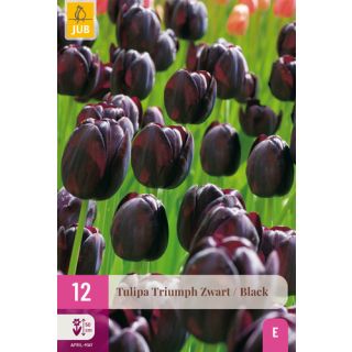 Compra TULIPÁN TRIUMPH BLACK XXL en la tienda online Fito Agrícola