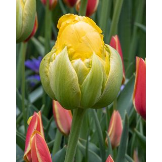 Compra TULIPÁN VANILLE COUPE (100 Unid.). en la tienda online Fito Agrícola