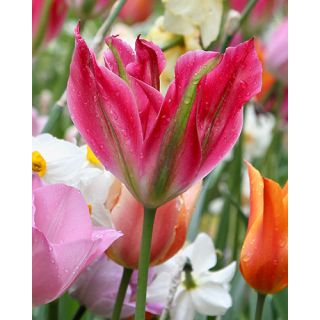 Compra TULIPÁN VIRICHIC (100 Unid.). en la tienda online Fito Agrícola