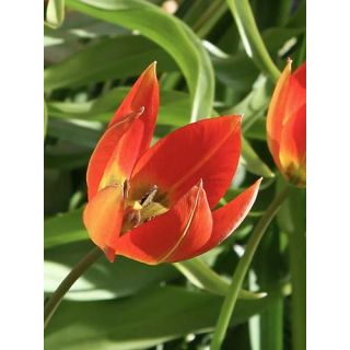 Compra TULIPÁN WHITTALLII (100 Unid.). en la tienda online Fito Agrícola