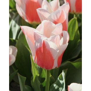 Compra TULIPÁN WILLEM VAN DEN AKKER (100 Unid.). en la tienda online Fito Agrícola