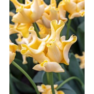 Compra TULIPÁN YELLOW CROWN (100 Unid.). en la tienda online Fito Agrícola