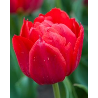 Compra TULIPÁN ABBA (100 Unid.) en la tienda online Fito Agrícola