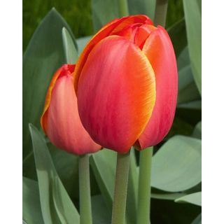 Compra TULIPÁN AD REM (100 Unid.) en la tienda online Fito Agrícola