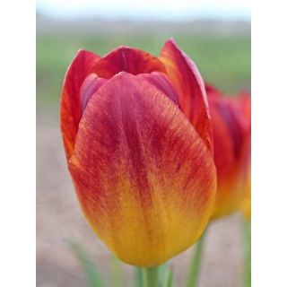 Compra TULIPÁN AMBERGLOW (100 Unid.) en la tienda online Fito Agrícola