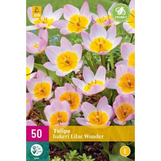 Compra TULIPÁN BAKERI LILAC WONDER XXL en la tienda online Fito Agrícola