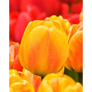 Compra TULIPÁN BEAUTY OF APELDOORN (100 Unid.) en la tienda online Fito Agrícola