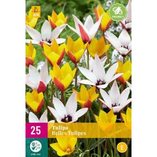 Compra TULIPÁN BELLES TULIPES XXL en la tienda online Fito Agrícola