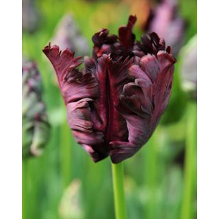 Compra TULIPÁN BLACK PARROT (100 Unid.) en la tienda online Fito Agrícola