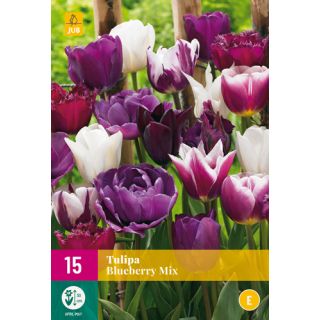 Compra TULIPÁN BLUEBERRY MIX XXL en la tienda online Fito Agrícola