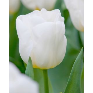 Compra TULIPÁN CALGARY (100 Unid.) en la tienda online Fito Agrícola