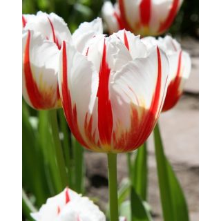 Compra TULIPÁN CARNAVAL DE RIO (100 Unid.) en la tienda online Fito Agrícola