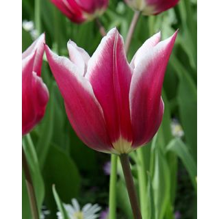 Compra TULIPÁN CLAUDIA (100 Unid.) en la tienda online Fito Agrícola