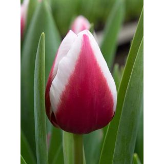 Compra TULIPÁN CROSSOVER (100 Unid.) en la tienda online Fito Agrícola