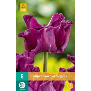 Compra TULIPÁN CROWN OF NEGRITA en la tienda online Fito Agrícola
