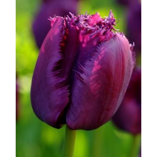 Compra TULIPÁN CURLY SUE (100 Unid.) en la tienda online Fito Agrícola