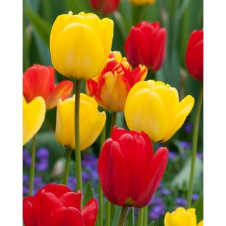 Compra TULIPÁN DARWIN HÍBRIDO MIX (100 Unid.) en la tienda online Fito Agrícola