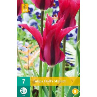 Compra TULIPÁN DOLL'S MINUET en la tienda online Fito Agrícola