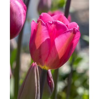 Compra TULIPÁN DON QUICHOTTE (100 Unid.) en la tienda online Fito Agrícola