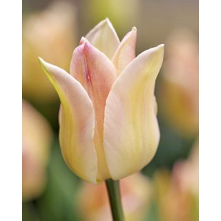 Compra TULIPÁN ELEGANT LADY (100 Unid.) en la tienda online Fito Agrícola
